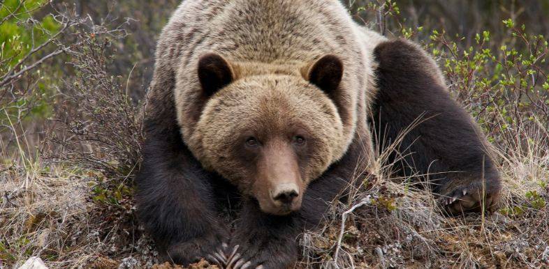 Следователи проведут проверку после нападения медведя на рыбаков в тюменском лесу