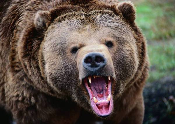 В Тюменской области известный боксер убил медведя, напавшего на него и рыбаков