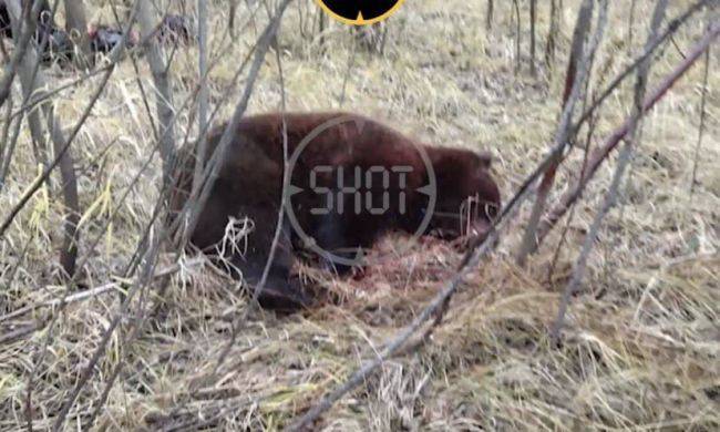 Медведь напал на жителей Тюменской области — мужчина скончался на месте