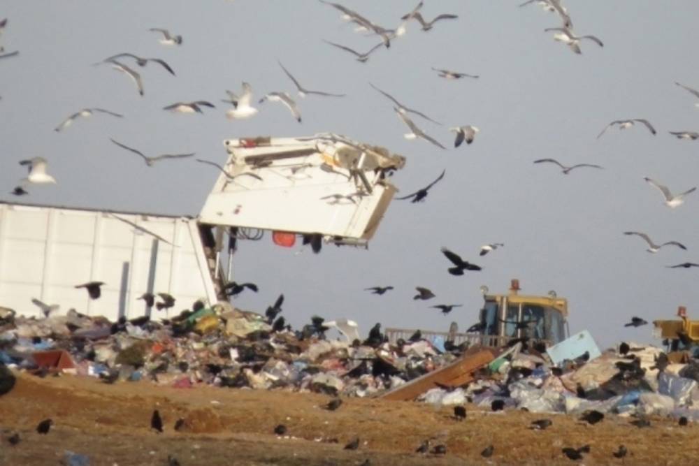 Курские власти готовы заплатить за подсчет птиц на полигоне ТБО 556 тыс. рублей