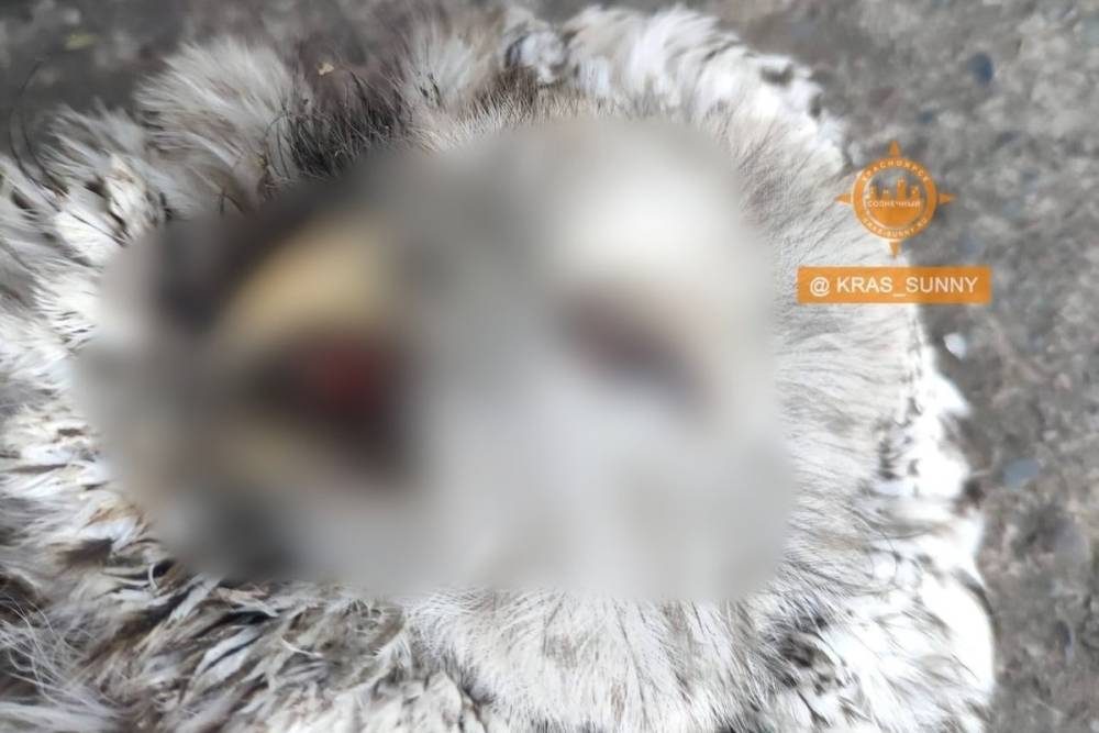 Неизвестные жестоко убили сову в микрорайоне Солнечном в Красноярске