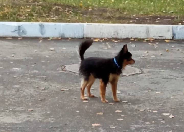 Мужчина в Новосибирске убил собаку соседей из-за помеченных колес