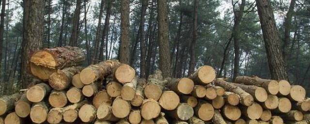 Японская компания хочет стать совладельцем лесного холдинга на Дальнем Востоке