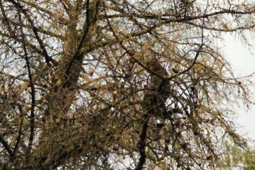 В Тверской области спасли кота, три дня просидевшего на дереве