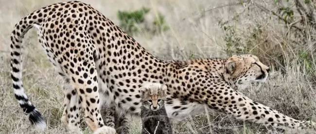 В Кении мама-гепард отогнала огромного льва от детенышей и стала звездой сети