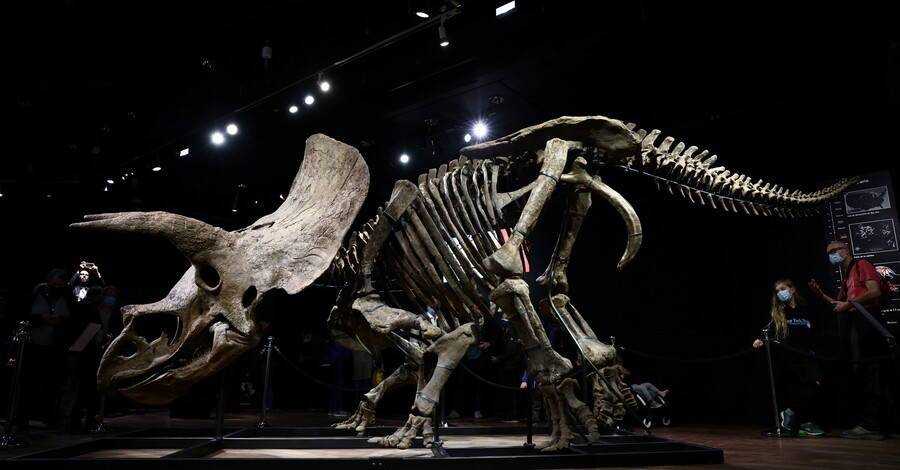 Скелет трицератопса по кличке «Большой Джон» продали в Париже за рекордную цену