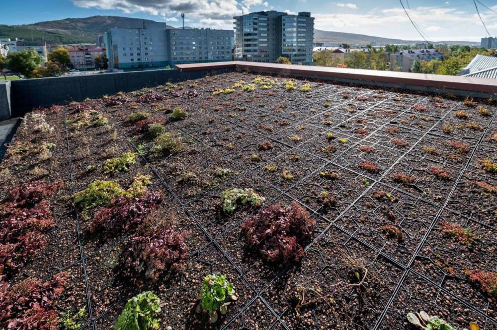 Эксперимент с зелеными крышами запустили в Южно-Сахалинске