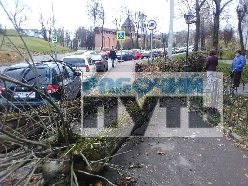 В Смоленске из-за штормового ветра дерево упало на машины