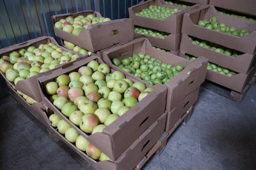 Тамбовские садоводы собрали более 10 тысяч тонн яблок