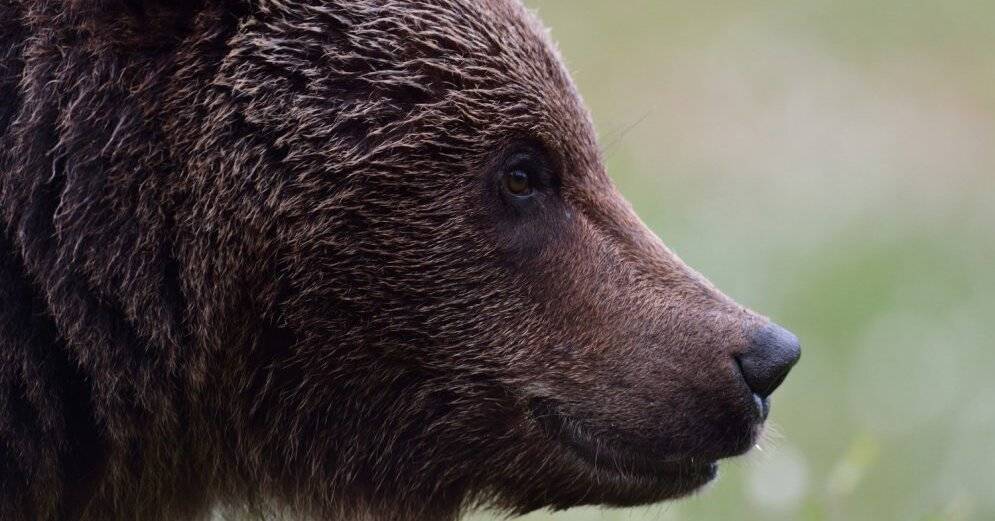 Один из разлученных медведей в поисках пропитания снова пробрался на хутор