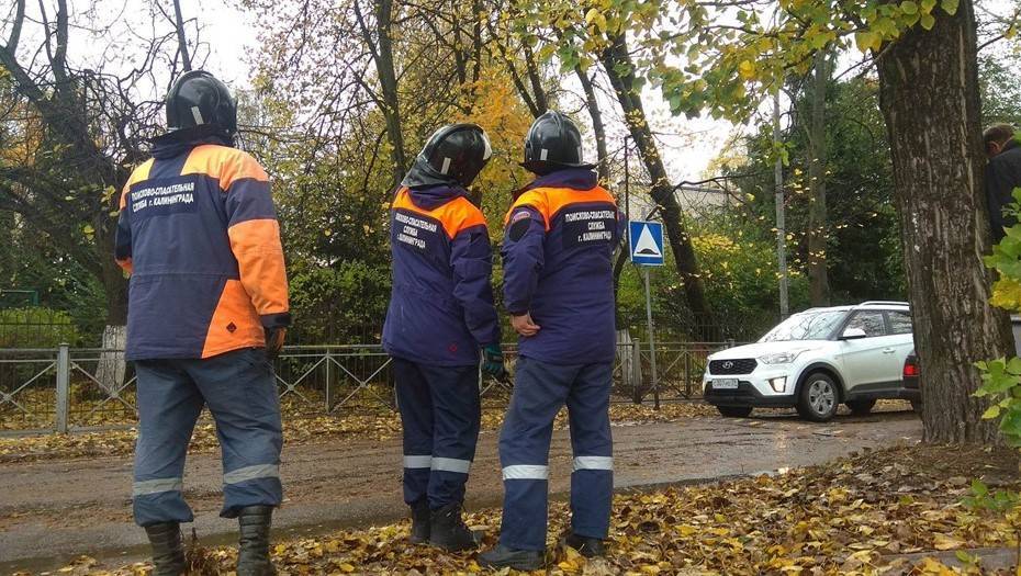 В Калининграде поваленные штормом деревья повредили 13 автомобилей