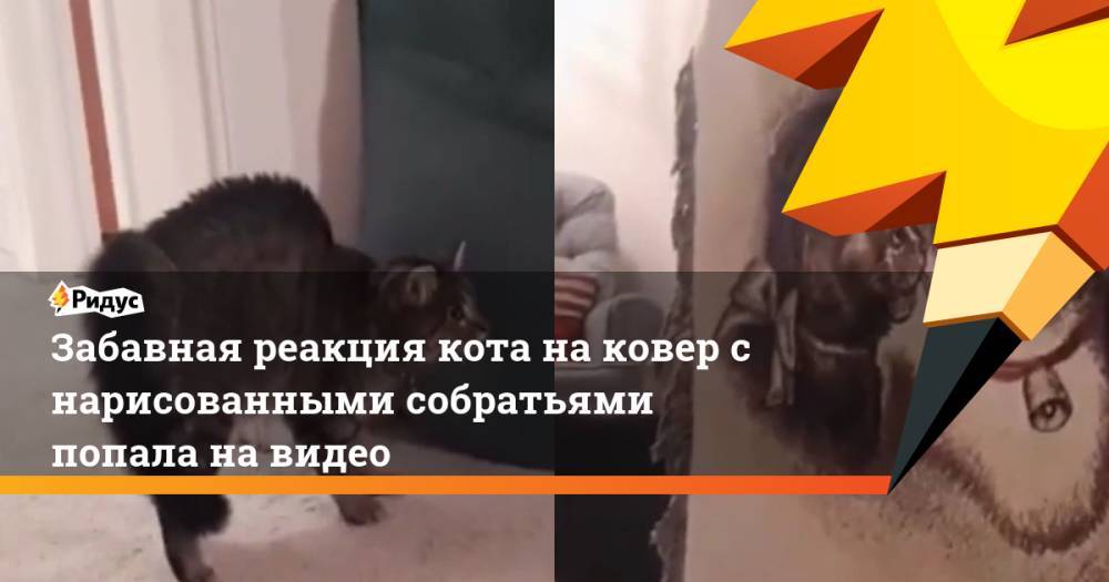 Забавная реакция кота на ковер с нарисованными собратьями попала на видео