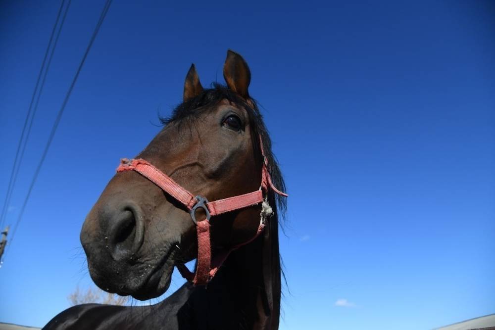 В Волгоградской области водитель легковушки сбил лошадь и получил травму