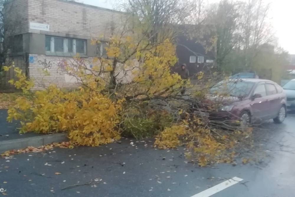 Более 70 деревьев пали под напором стихии в Петербурге