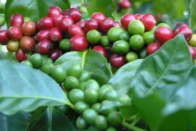 Как собрать собственный урожай вкусного и ароматного кофе в домашних условиях