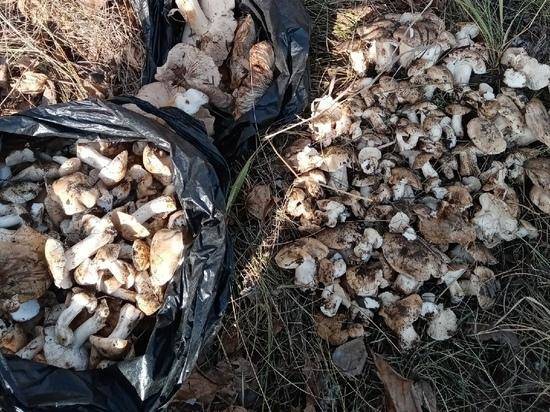 В октябре грибники собирают урожай подтопольников в лесах Новосибирской области