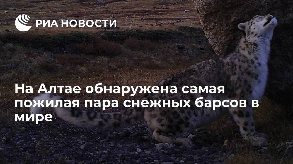 На Алтае WWF России обнаружил самую пожилую пару снежных барсов в мире