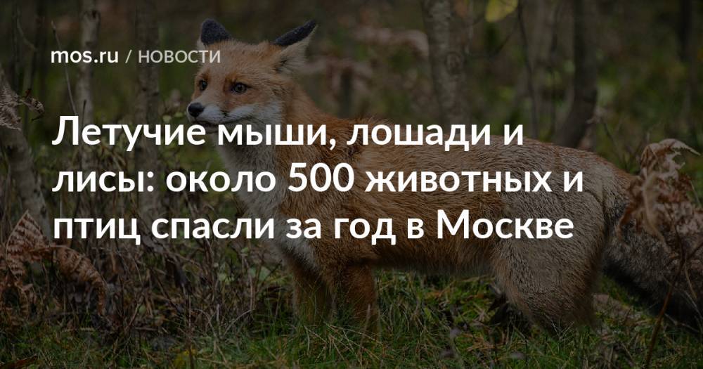 Летучие мыши, лошади и лисы: около 500 животных и птиц спасли за год в Москве