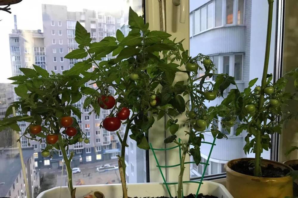Воронежцы хвастаются урожаем помидоров в конце октября