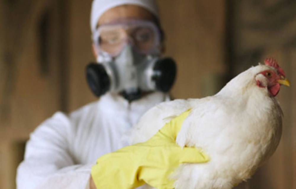 На Луганщине зафиксирована вспышка птичьего гриппа: целое село закрыли на карантин