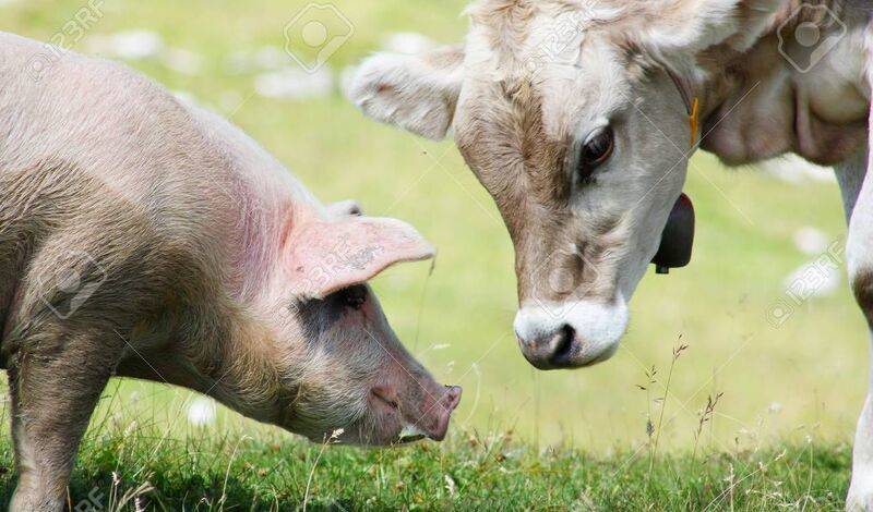 В крови коров и свиней впервые нашли микропластик