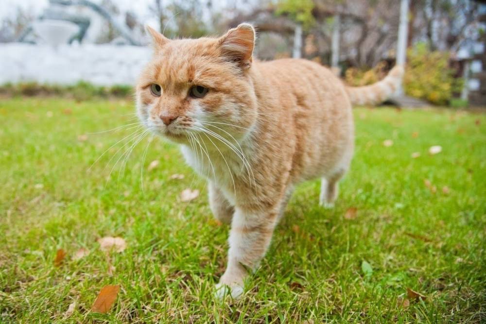 В организме кошек нашли бактерии, способные бороться со стафилококками