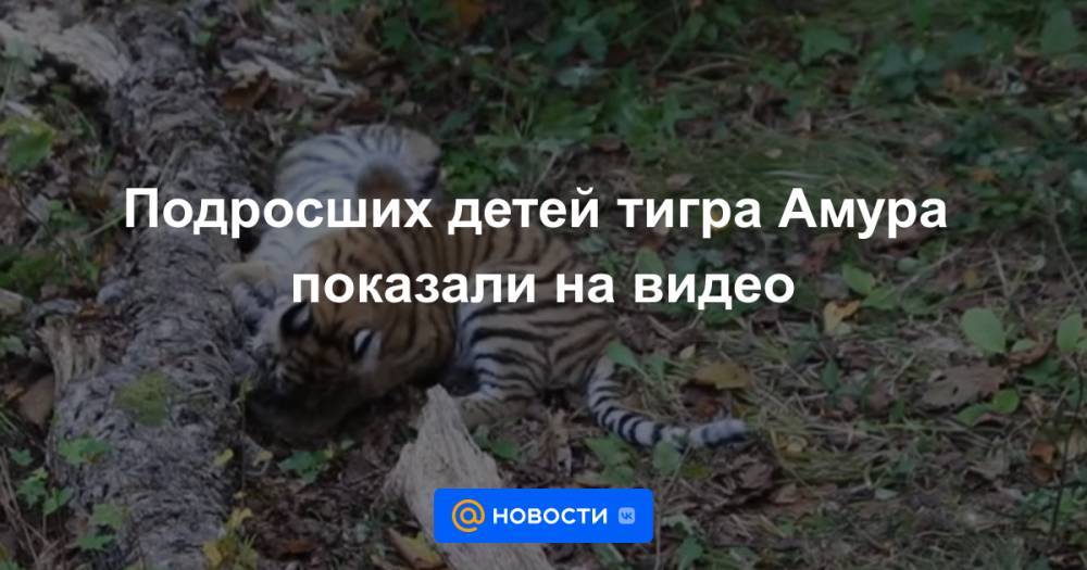 Подросших детей тигра Амура показали на видео