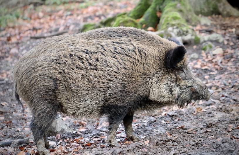 Африканскую чуму свиней выявили в Липецком районе