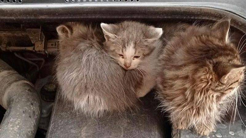 В Уфе под капотом машины нашли котят, которые проехали 150 км