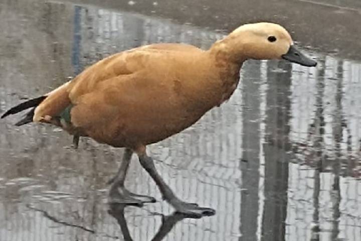 Необычную красную утку заметили в Пскове