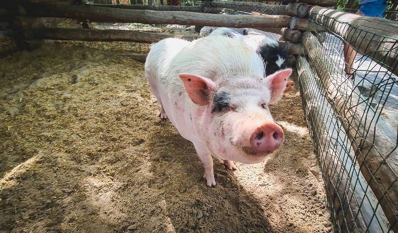 Власти Башкирии обсудили риск заноса африканской чумы свиней в регион