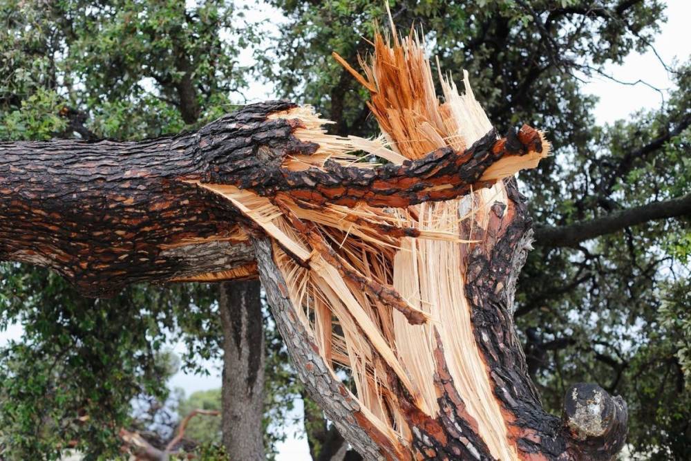 Более тысячи упавших деревьев убрали спасатели в Ленобласти за сутки