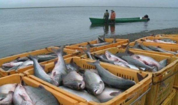 Промышленный вылов рыбы в Днепре увеличился на 13% — Госрыбагентство