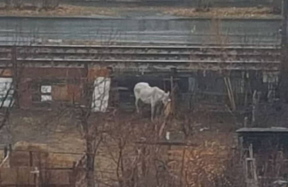 В Екатеринбурге собирают деньги на выкуп истощенной лошади, живущей «без еды под снегом»
