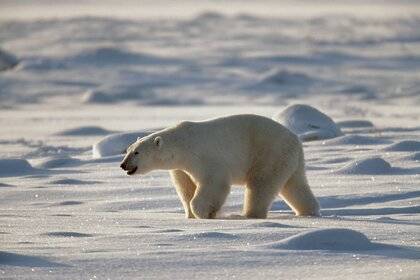 Впервые за 20 лет моржи вернулись на льды Тихоокеанской Арктики