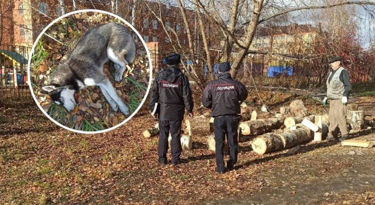 В Цивильске двое мужчин забили камнями хаски за то, что та гоняла кур