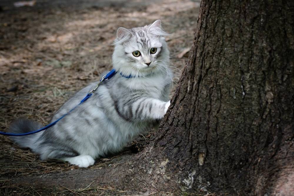 Названы топ-7 пород кошек, с которыми можно гулять на поводке