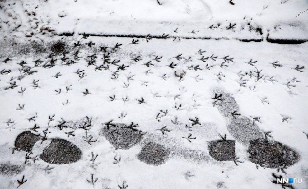В Удмуртии вновь прогнозируют снег и гололедицу