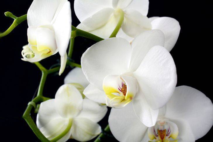 Почему у орхидеи желтеют листья: ошибка, которые делают хозяйки