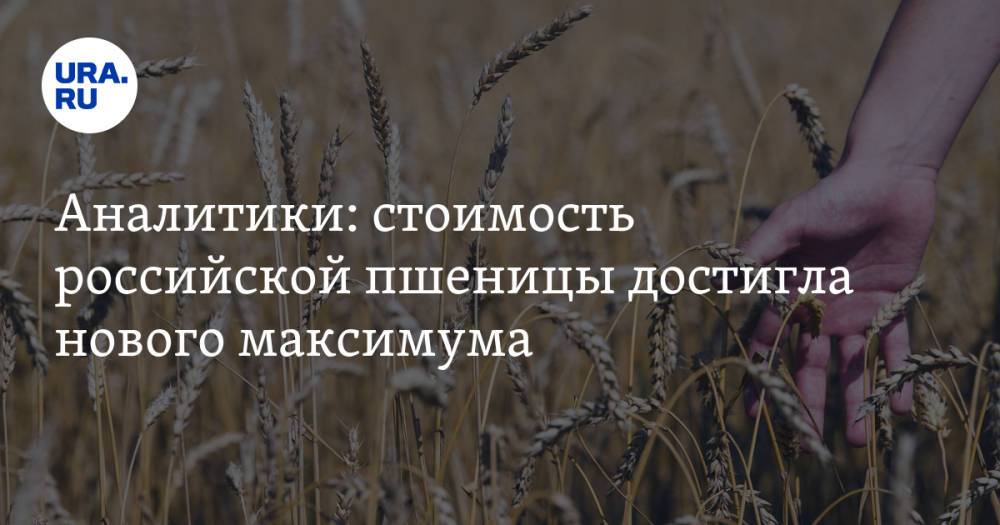 Аналитики: стоимость российской пшеницы достигла нового максимума