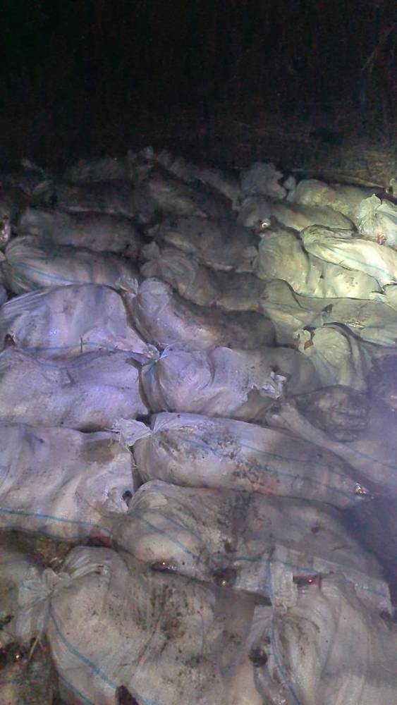 В Астраханской области браконьеры незаконно выловили больше тонны судака