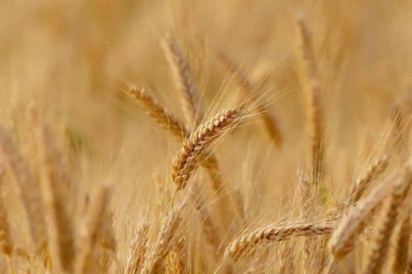 Российская пшеница подорожала до максимального уровня за девять лет