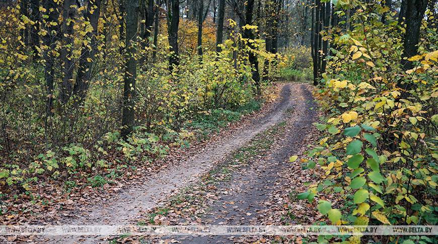 Более 10 км лесохозяйственных дорог введут в строй до конца года в Витебской области