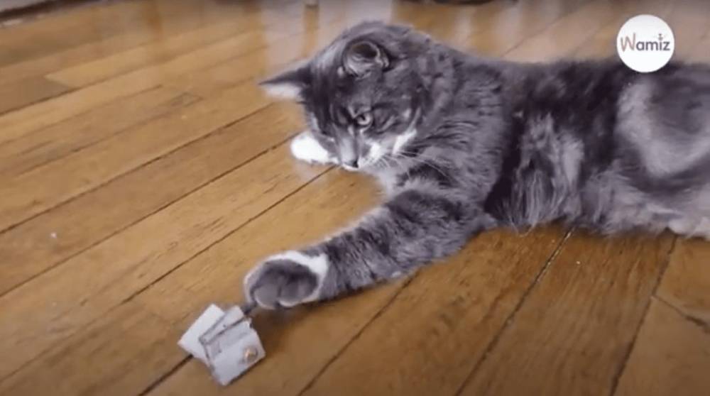 Мастерим картонную игрушку для кошки своими руками