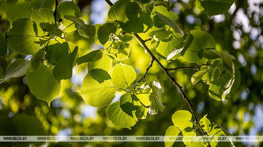 Парки семейных деревьев заложат в регионах Беларуси 28 октября