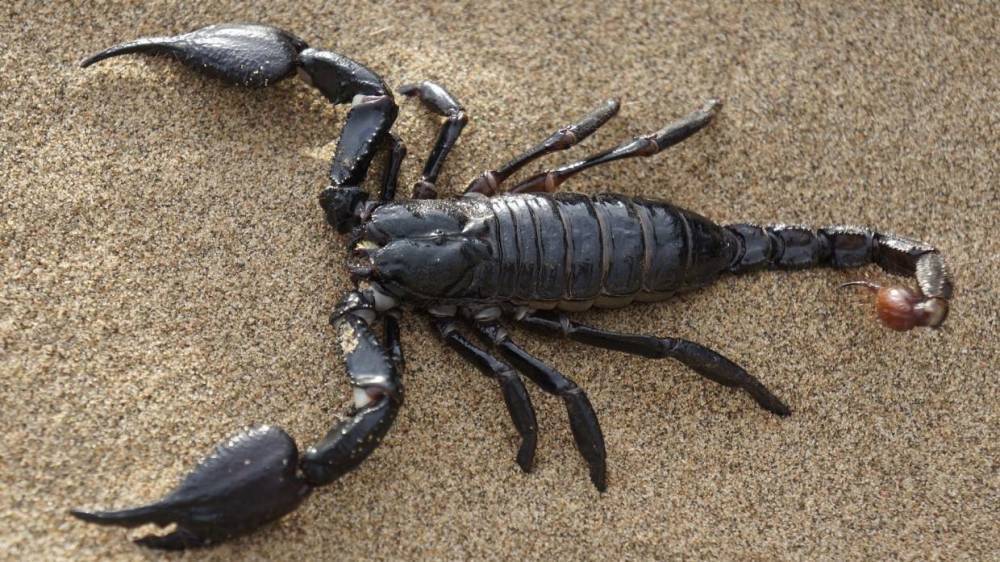 Ученые Абердинского университета предложили использовать яд скорпионов для лечения COVID-19