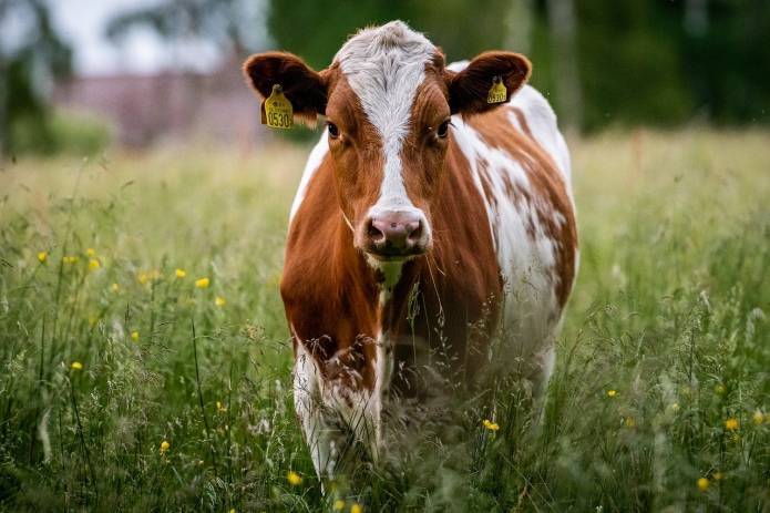 На Луганщине назвали причины сокращения поголовья скота