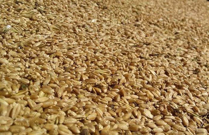 Украинской пшеницы стало значительно больше на рынке Турции