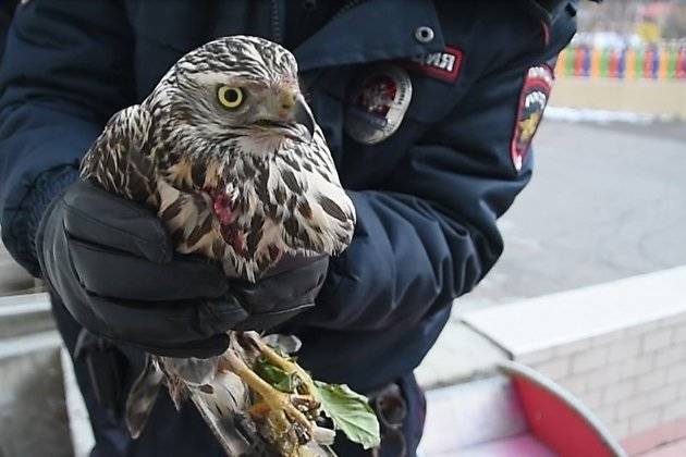 Полицейские в Чите спасли травмированного ястреба