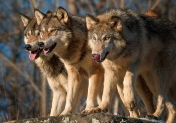 Волки хищно поглядывают на вологжан, скандал из-за вологодской дороги и обязательная вакцинация: обзор новостей дня